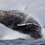 Whale | Gabon Untouched